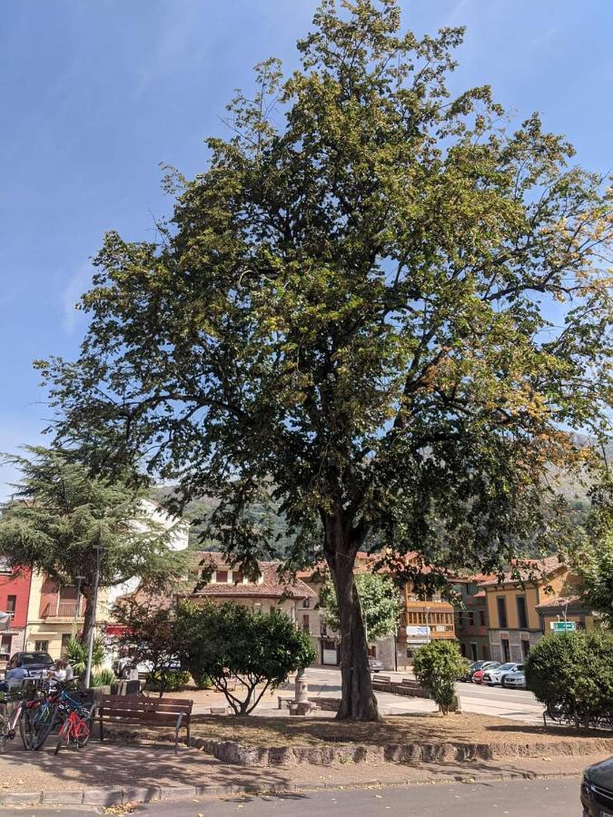 Hotel La Plaza Proaza Εξωτερικό φωτογραφία
